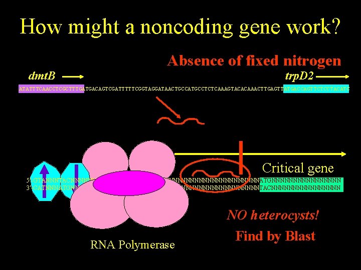 How might a noncoding gene work? dmt. B Absence of fixed nitrogen trp. D