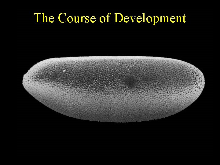 The Course of Development 