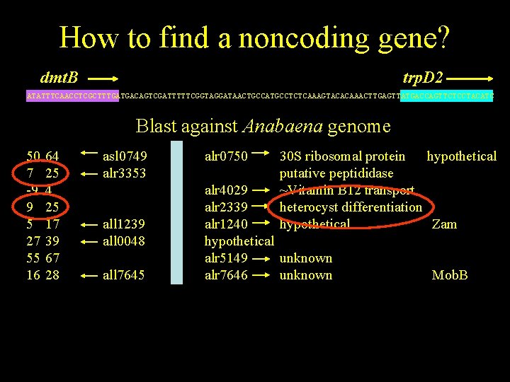 How to find a noncoding gene? dmt. B trp. D 2 ATATTTCAACCTCGCTTTGATGACAGTCGATTTTTCGGTAGGATAACTGCCATGCCTCTCAAAGTACACAAACTTGAGTTATGACCAGTTCTCCTACATC Blast against