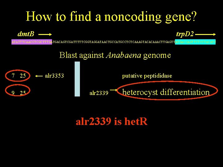 How to find a noncoding gene? dmt. B trp. D 2 ATATTTCAACCTCGCTTTGATGACAGTCGATTTTTCGGTAGGATAACTGCCATGCCTCTCAAAGTACACAAACTTGAGTTATGACCAGTTCTCCTACATC Blast against