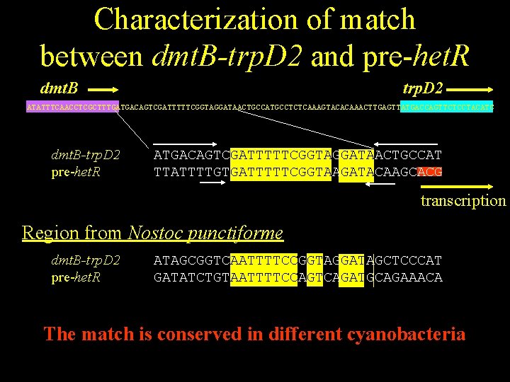 Characterization of match between dmt. B-trp. D 2 and pre-het. R dmt. B trp.