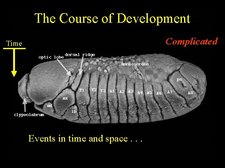 The Course of Development Complicated Time Events in time and space. . . 