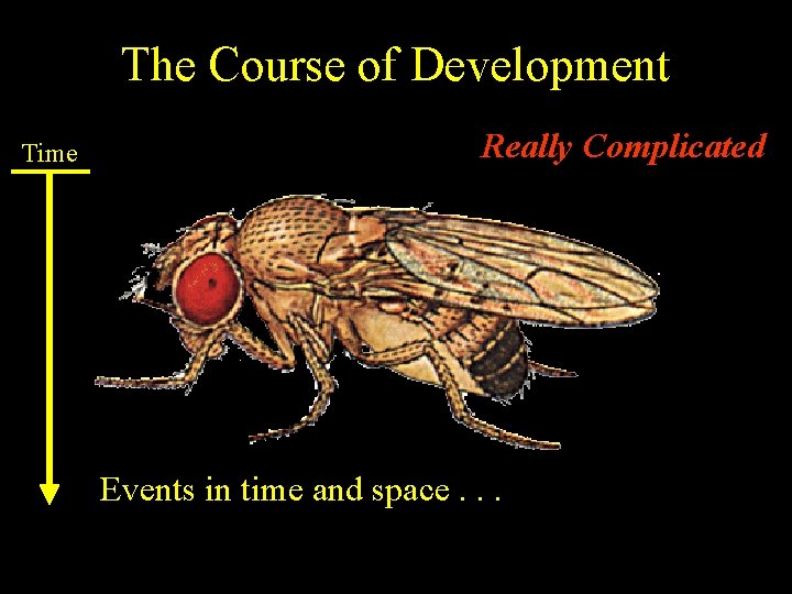 The Course of Development Time Really Complicated Events in time and space. . .