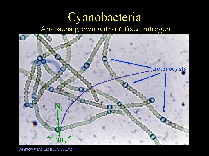 Cyanobacteria Free-living Nostoc Anabaena grown without fixed nitrogen heterocysts N 2 NH 3 Matveyev