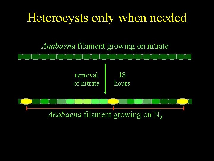 Heterocysts only when needed Anabaena filament growing on nitrate removal of nitrate 18 hours