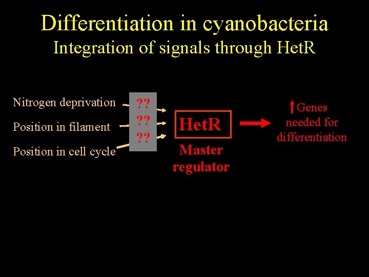 Differentiation in cyanobacteria Integration of signals through Het. R Nitrogen deprivation Position in filament