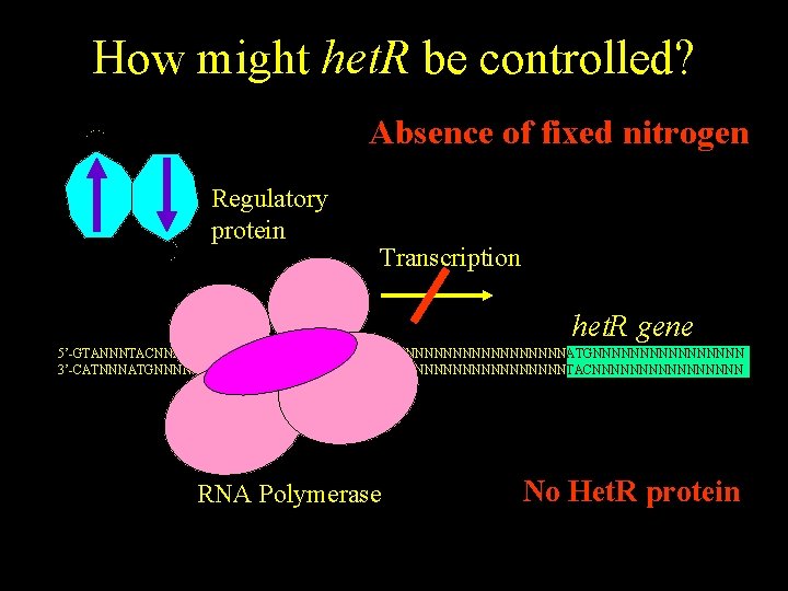 How might het. R be controlled? Presence Absence of fixed nitrogen Regulatory protein Transcription