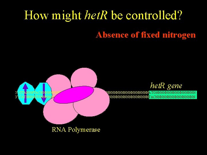 How might het. R be controlled? Absence of fixed nitrogen het. R gene 5’-GTANNNTACNNNNNTANNNTNNNNNNNNNNNNNNATGNNNNNNNN