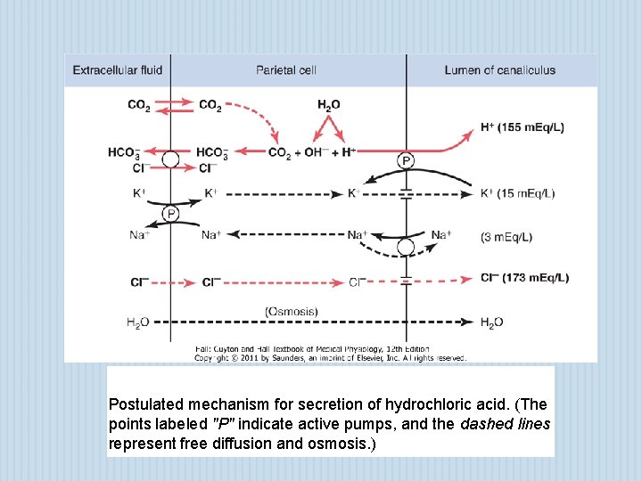 Postulated mechanism for secretion of hydrochloric acid. (The points labeled "P" indicate active pumps,