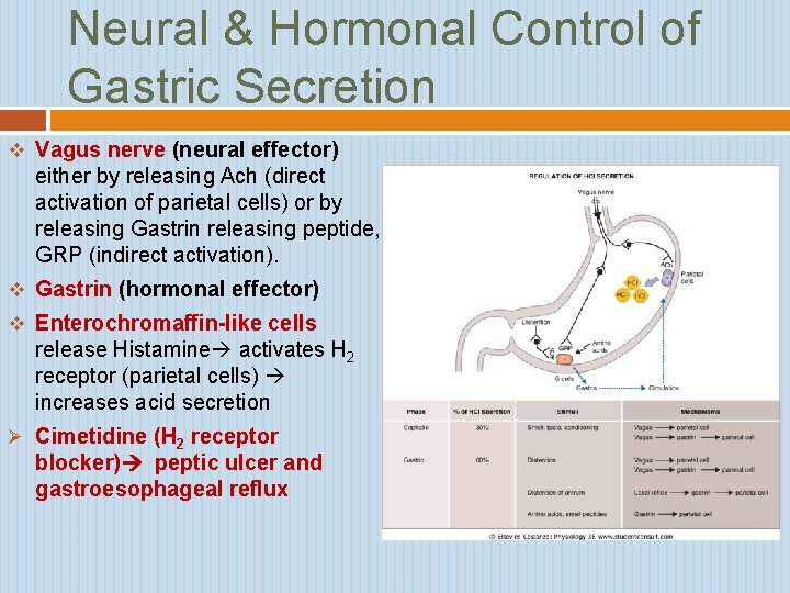 Neural & Hormonal Control of Gastric Secretion v Vagus nerve (neural effector) either by