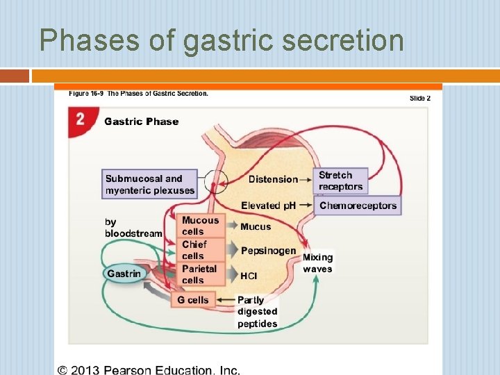 Phases of gastric secretion 