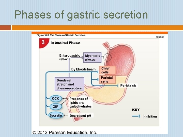 Phases of gastric secretion 