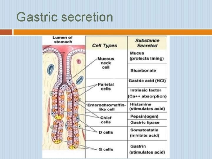 Gastric secretion 