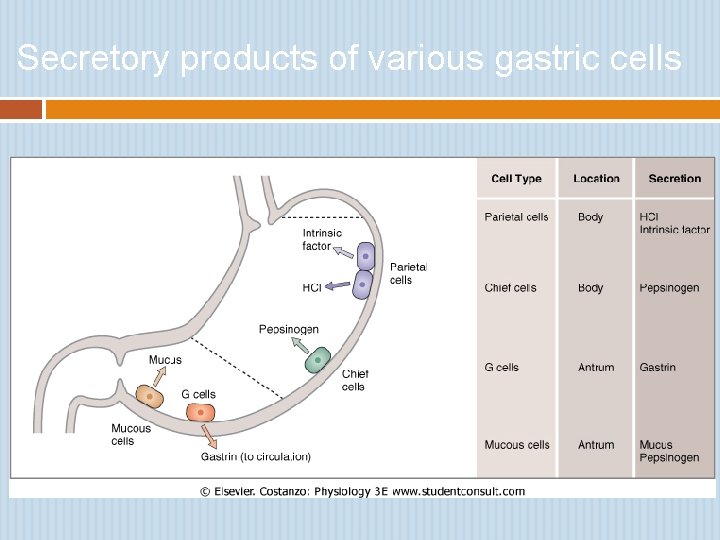 Secretory products of various gastric cells 