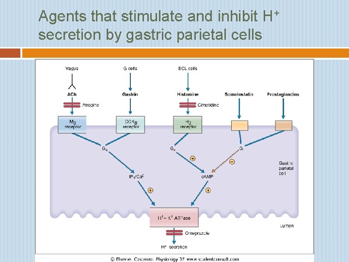 Agents that stimulate and inhibit H+ secretion by gastric parietal cells 