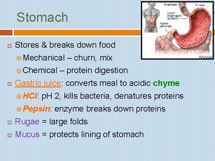 Stomach Stores & breaks down food Mechanical Chemical – churn, mix – protein digestion