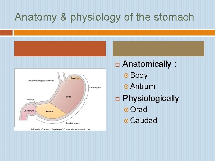 Anatomy & physiology of the stomach Anatomically : Body Antrum Physiologically Orad Caudad 