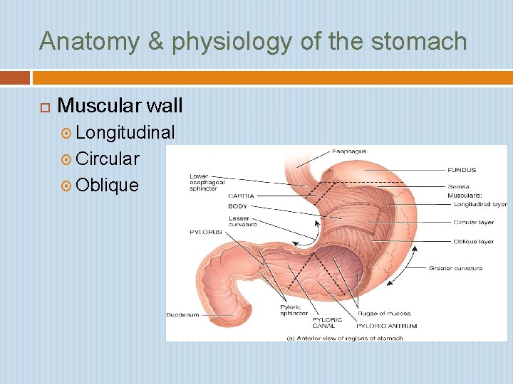 Anatomy & physiology of the stomach Muscular wall Longitudinal Circular Oblique 