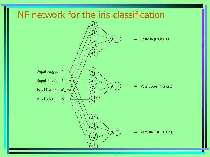 NF network for the iris classification 