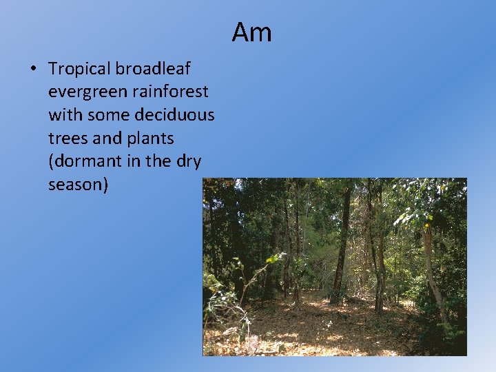 Am • Tropical broadleaf evergreen rainforest with some deciduous trees and plants (dormant in