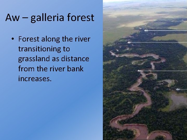 Aw – galleria forest • Forest along the river transitioning to grassland as distance