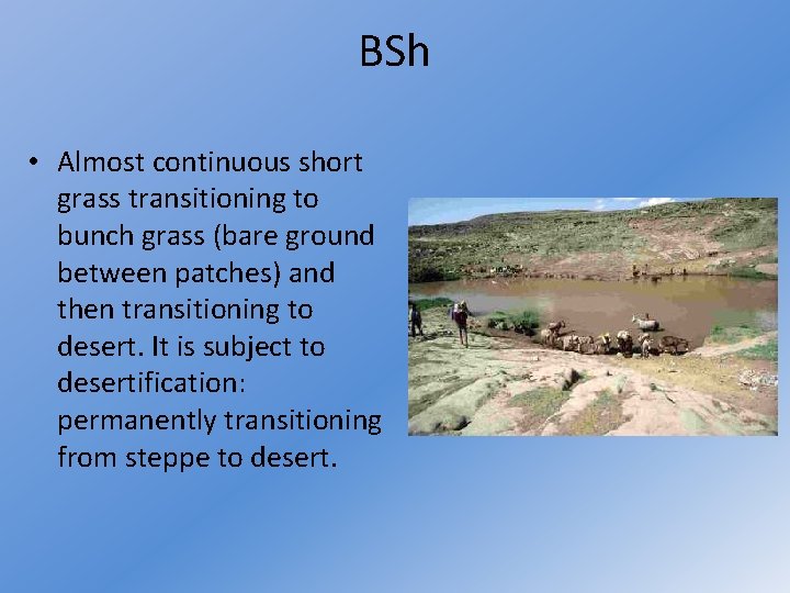 BSh • Almost continuous short grass transitioning to bunch grass (bare ground between patches)