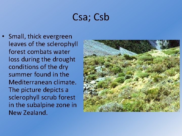 Csa; Csb • Small, thick evergreen leaves of the sclerophyll forest combats water loss