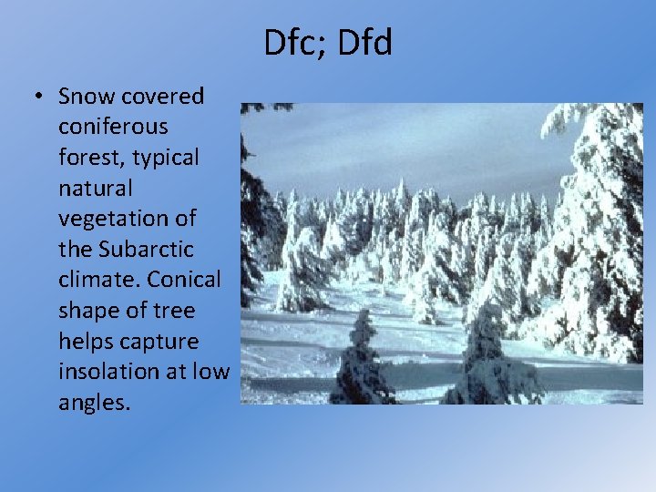 Dfc; Dfd • Snow covered coniferous forest, typical natural vegetation of the Subarctic climate.