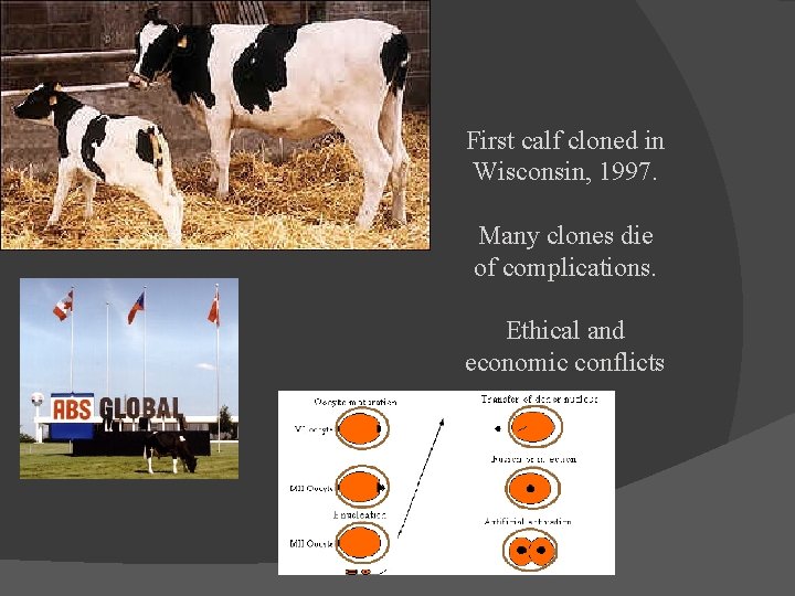 First calf cloned in Wisconsin, 1997. Many clones die of complications. Ethical and economic