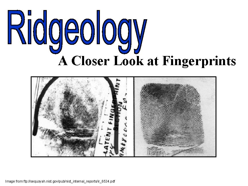 A Closer Look at Fingerprints Image from ftp: //sequoyah. nist. gov/pub/nist_internal_reports/ir_6534. pdf 