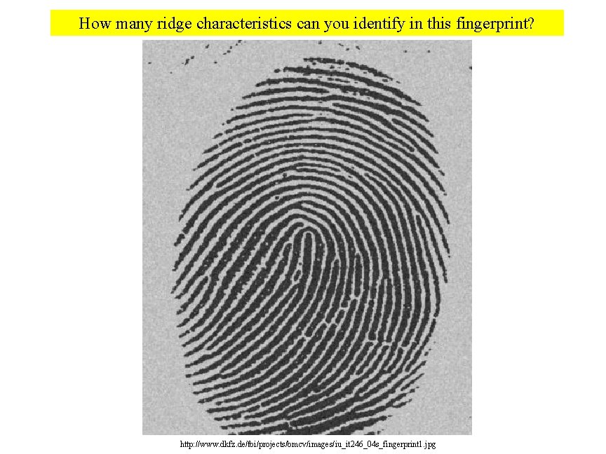 How many ridge characteristics can you identify in this fingerprint? http: //www. dkfz. de/tbi/projects/bmcv/images/iu_it How many ridge characteristics can you identify in this fingerprint? http: //www. dkfz. de/tbi/projects/bmcv/images/iu_it