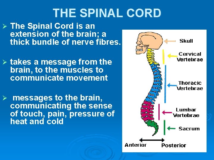 THE SPINAL CORD Ø The Spinal Cord is an extension of the brain; a