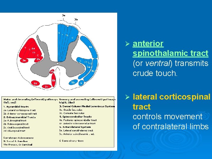 Ø anterior spinothalamic tract (or ventral) transmits crude touch. Ø lateral corticospinal tract controls