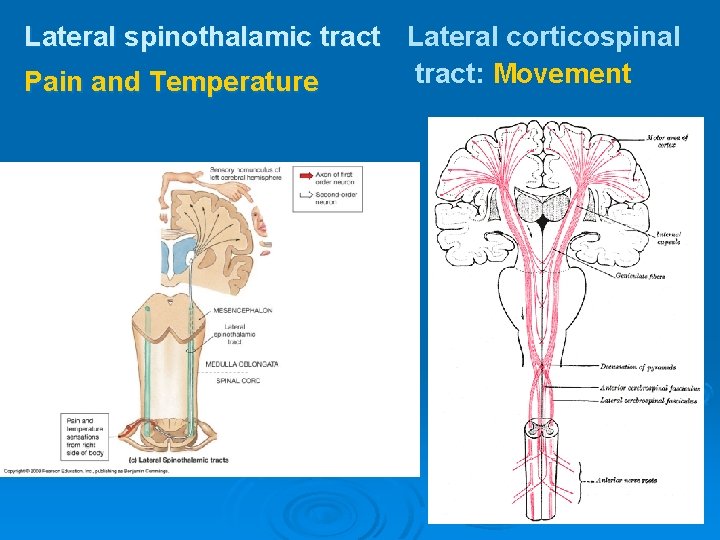 Lateral spinothalamic tract Lateral corticospinal tract: Movement Pain and Temperature 
