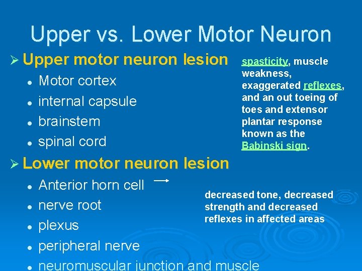 Upper vs. Lower Motor Neuron Ø Upper motor neuron lesion l l Motor cortex