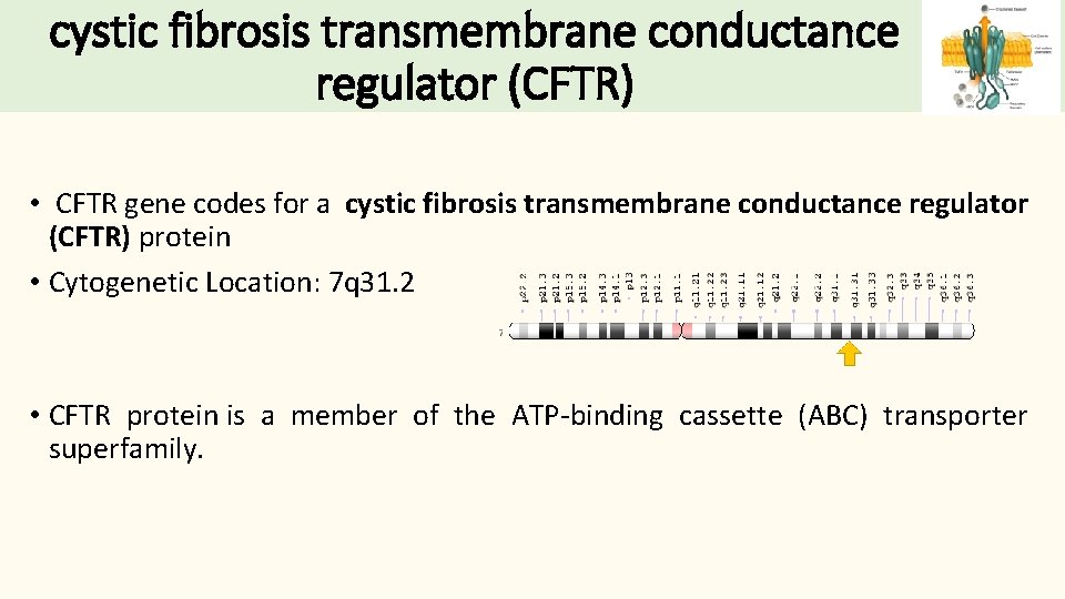 cystic fibrosis transmembrane conductance regulator (CFTR) • CFTR gene codes for a cystic fibrosis