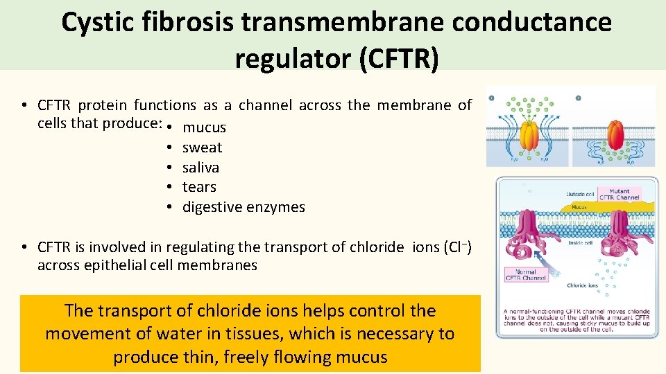 Cystic fibrosis transmembrane conductance regulator (CFTR) • CFTR protein functions as a channel across