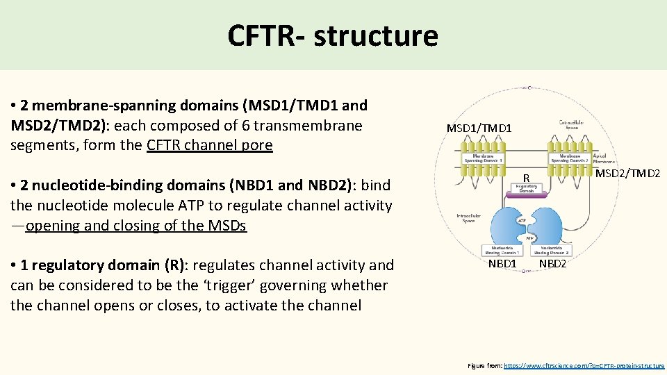 CFTR- structure • 2 membrane-spanning domains (MSD 1/TMD 1 and MSD 2/TMD 2): each