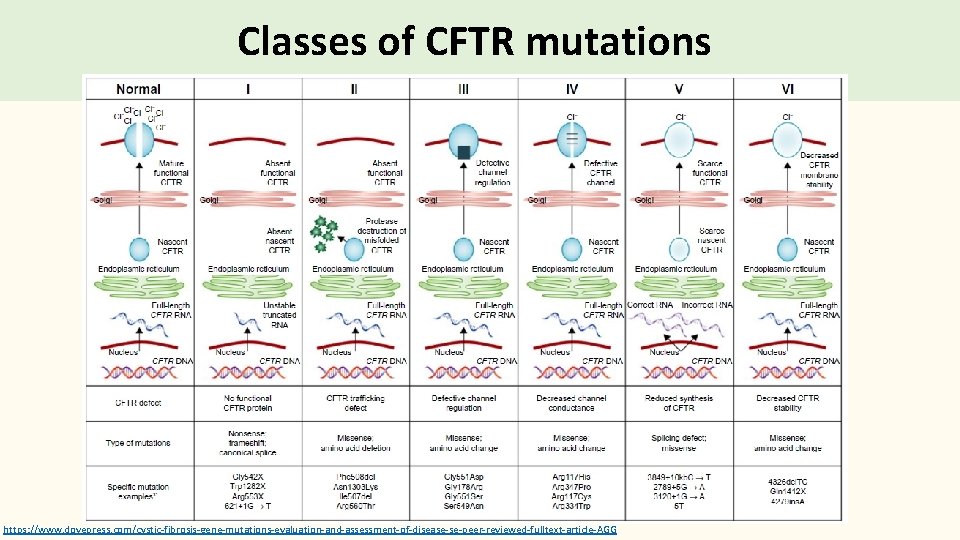 Classes of CFTR mutations https: //www. dovepress. com/cystic-fibrosis-gene-mutations-evaluation-and-assessment-of-disease-se-peer-reviewed-fulltext-article-AGG 