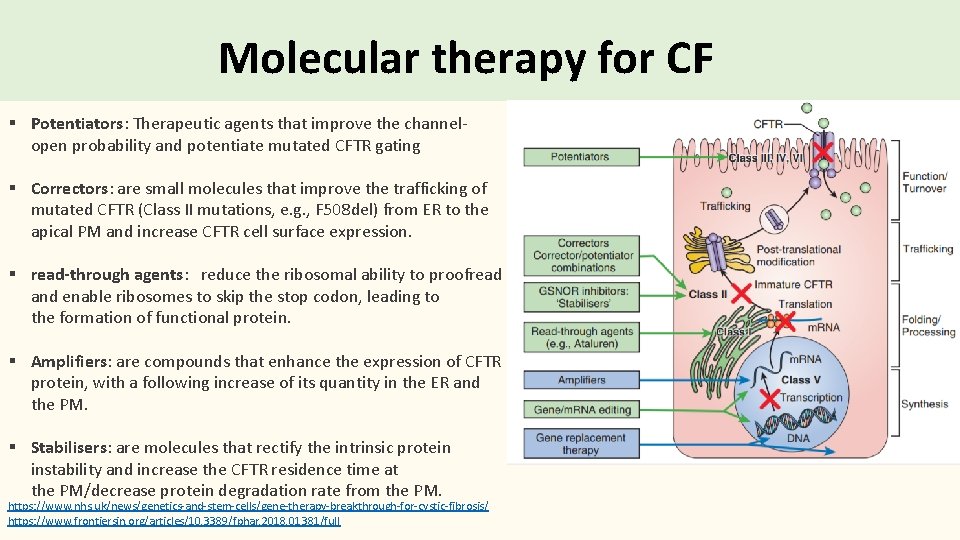 Molecular therapy for CF § Potentiators: Therapeutic agents that improve the channelopen probability and