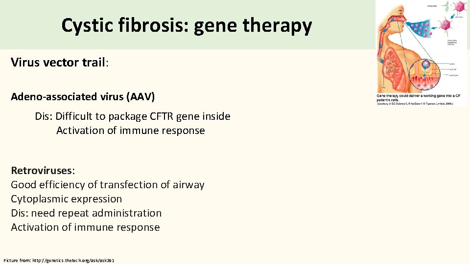 Cystic fibrosis: gene therapy Virus vector trail: Adeno-associated virus (AAV) Dis: Difficult to package
