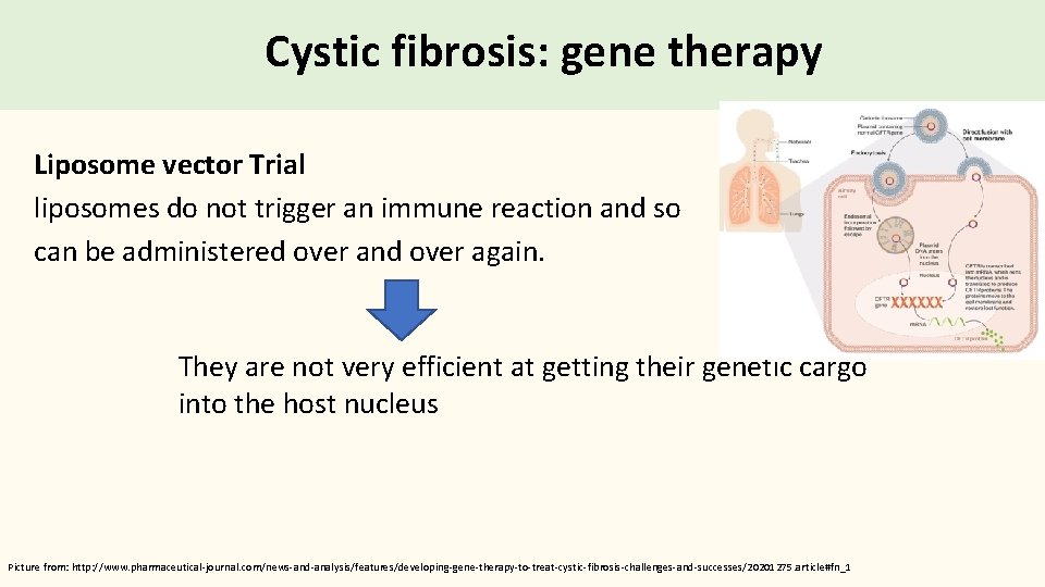 Cystic fibrosis: gene therapy Liposome vector Trial liposomes do not trigger an immune reaction