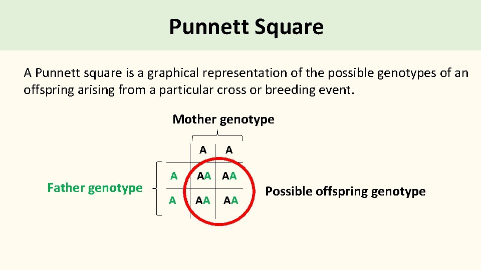 Punnett Square A Punnett square is a graphical representation of the possible genotypes of