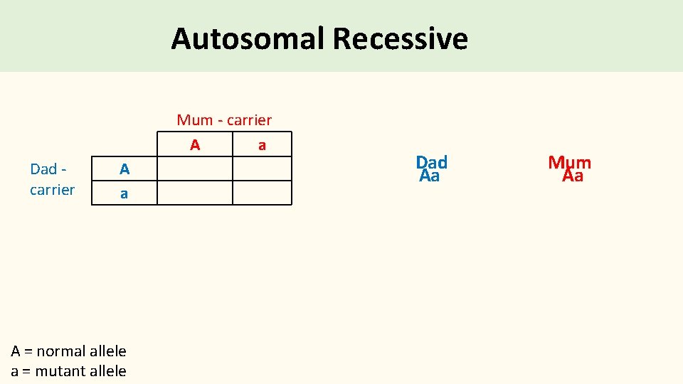 Autosomal Recessive Mum - carrier A a Dad - carrier A a A =