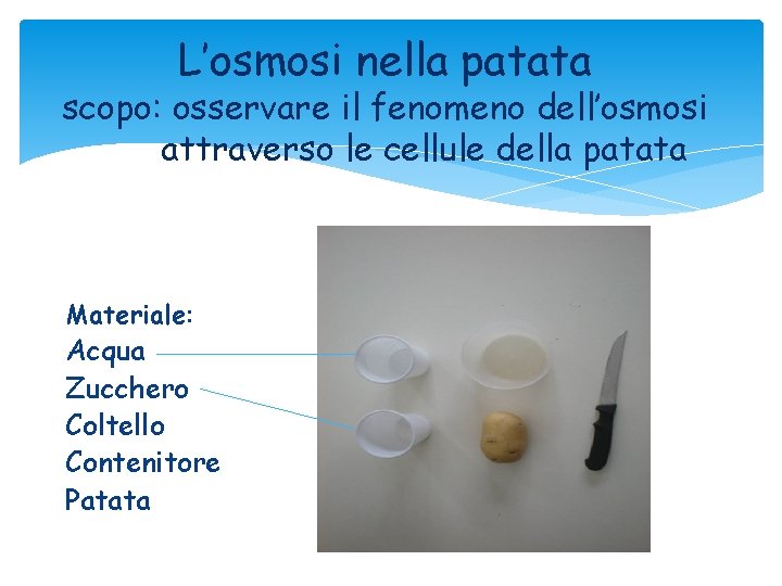 L’osmosi nella patata scopo: osservare il fenomeno dell’osmosi attraverso le cellule della patata Materiale: