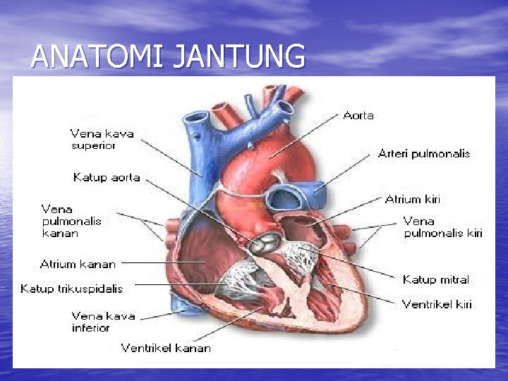 ANATOMI JANTUNG 