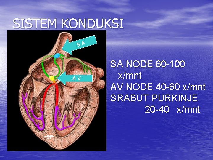 SISTEM KONDUKSI SA AV SP SA NODE 60 -100 x/mnt AV NODE 40 -60
