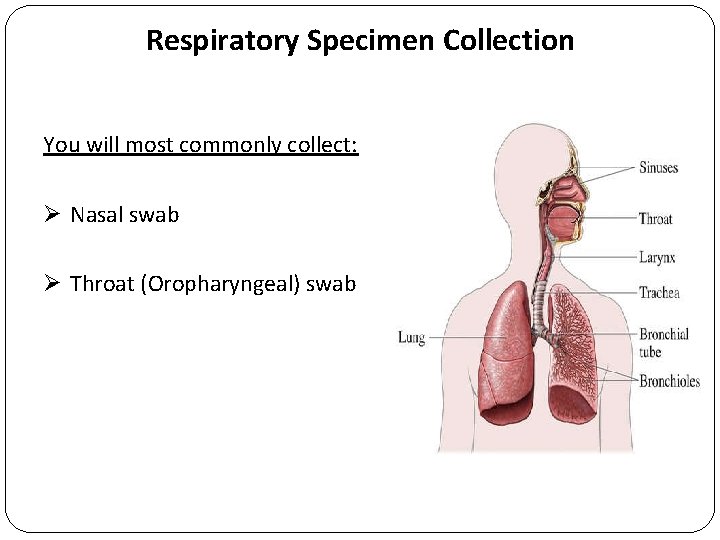 Respiratory Specimen Collection You will most commonly collect: Ø Nasal swab Ø Throat (Oropharyngeal)