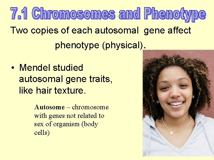 Two copies of each autosomal gene affect phenotype (physical). • Mendel studied autosomal gene