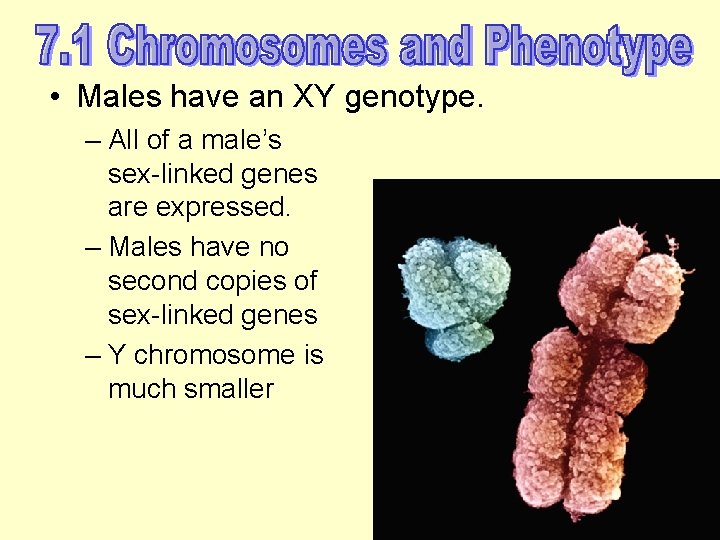  • Males have an XY genotype. – All of a male’s sex-linked genes